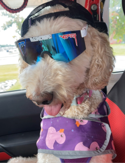 Sally the Standard Poodle