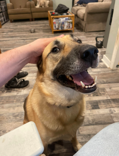 Ska the German Shepherd